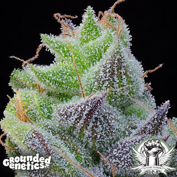 Grounded Genetics Seeds Peach Limeade