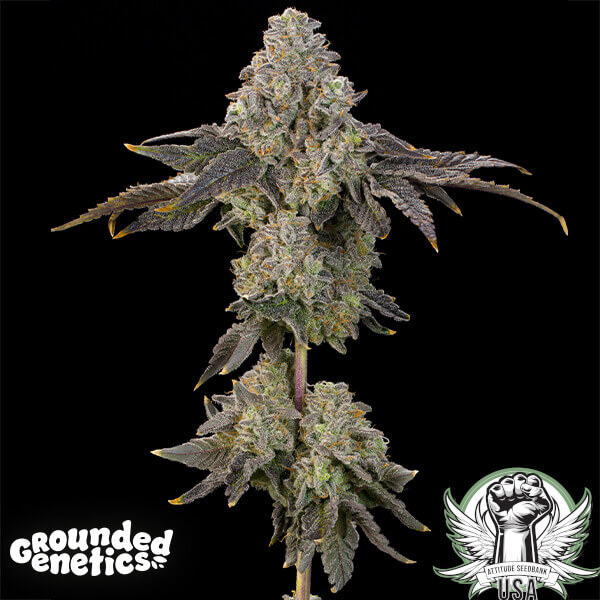Grounded Genetics Seeds Peach Yuzu