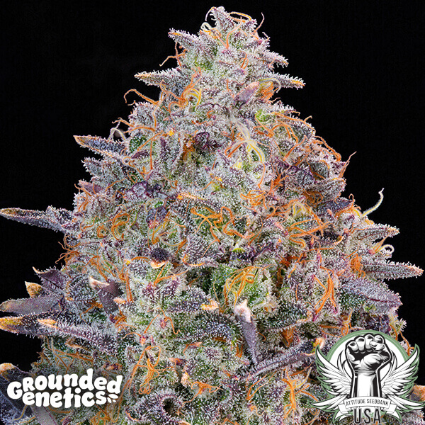 Grounded Genetics Seeds Pink Chai (Original Big Budda Fam Farms Collab)
