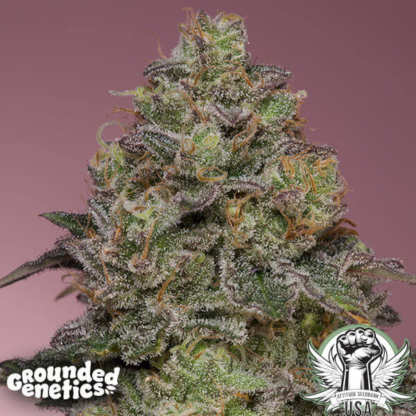 Grounded Genetics Seeds Pink Parmesan