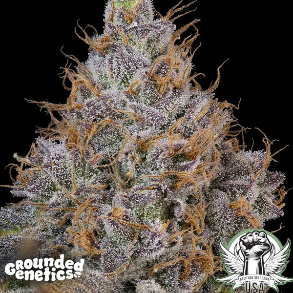 Grounded Genetics Seeds Pink Plumz