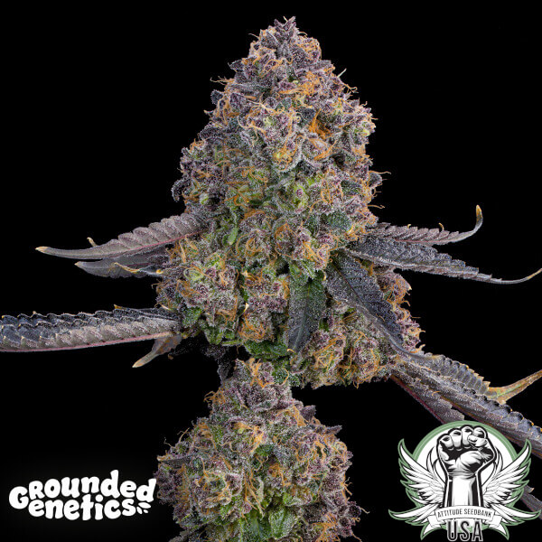 Grounded Genetics Seeds Pink Zoda