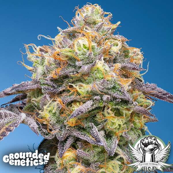 Grounded Genetics Seeds Plumz