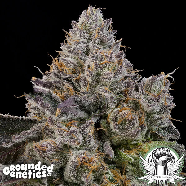 Grounded Genetics Seeds Sour Peachez