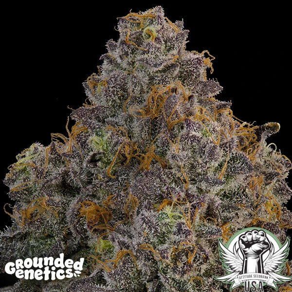 Grounded Genetics Seeds Zaffron
