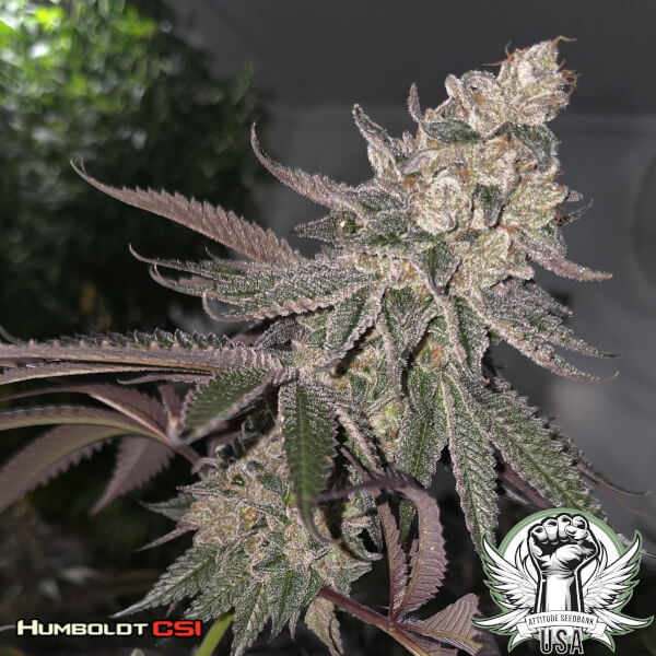 Humboldt CSI Seeds Ride or Pie