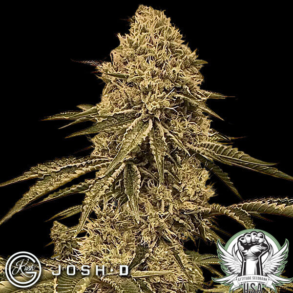 Josh D Seeds Bonded By Bud