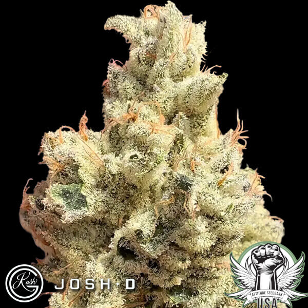 Josh D Seeds Head Rush