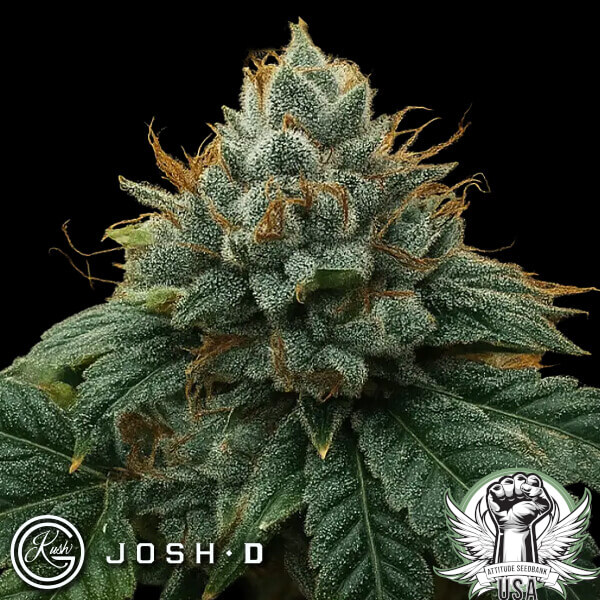 Josh D Seeds Kali Sour Kiss
