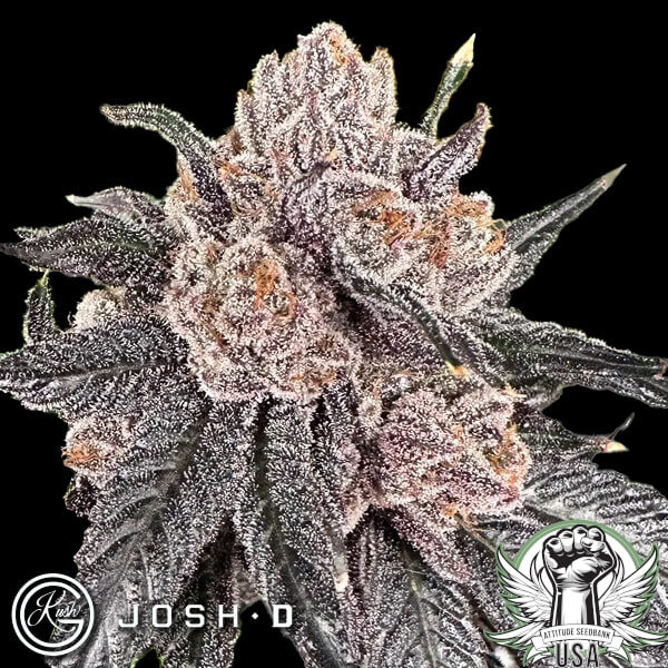 Josh D Seeds Love Lyfe