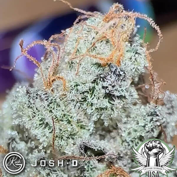 Josh D Seeds Metamorpheus F2