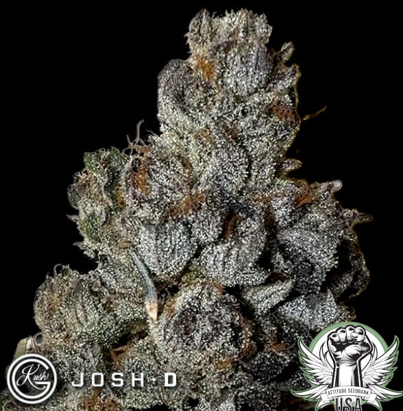 Josh D Seeds Ojos Locos