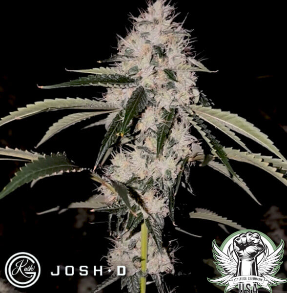 attitude joshd skullcrusher 600x600_600x600.jpg