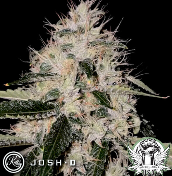 Josh D Seeds Skull Crusher