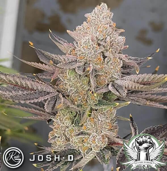 Josh D Seeds Sunkiss
