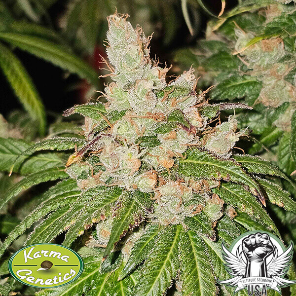 attitude karmagenetics 95banger2 600x600_600x600.jpg