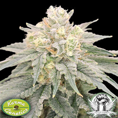 Karma Genetics Seeds Bananzi