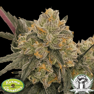 Karma Genetics Seeds Gen Zi