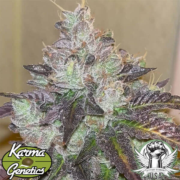 Karma Genetics Seeds Head Rush