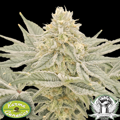Karma Genetics Seeds Lemonzi
