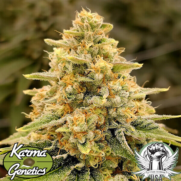 Karma Genetics Seeds Nectar