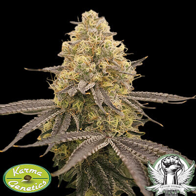Karma Genetics Seeds Orange Milano