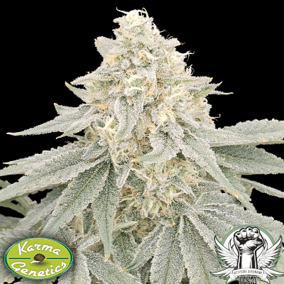 Karma Genetics Seeds Payazi