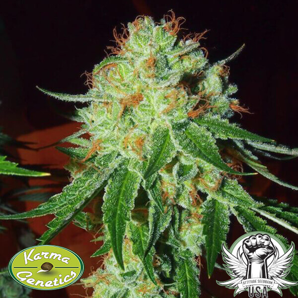 attitude karmagenetics soursilverback 2 600x600_600x600.jpg