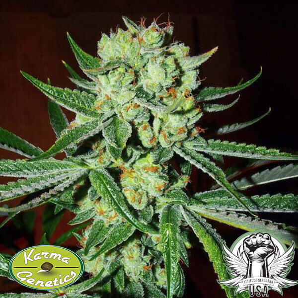 Karma Genetics Seeds Sour Silverback