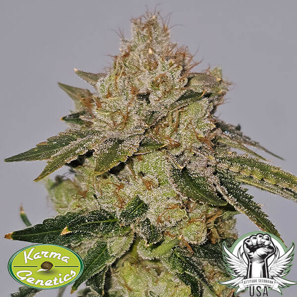 attitude karmagenetics valleybanger2 600x600_600x600.jpg