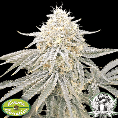 Karma Genetics Seeds Zirop
