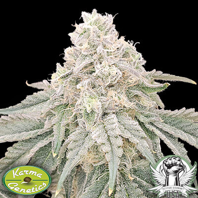 Karma Genetics Seeds ZiZi V3.0