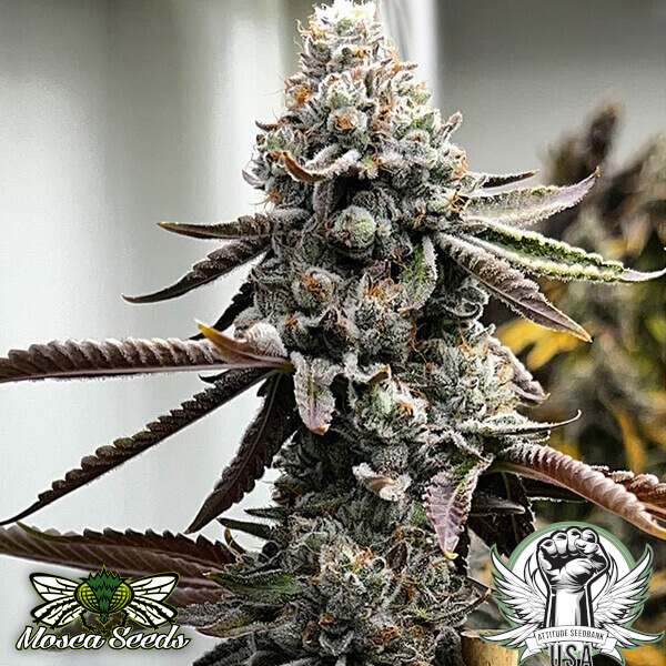 Mosca Seeds Pineapple Punk (Tiki Madman Collab)