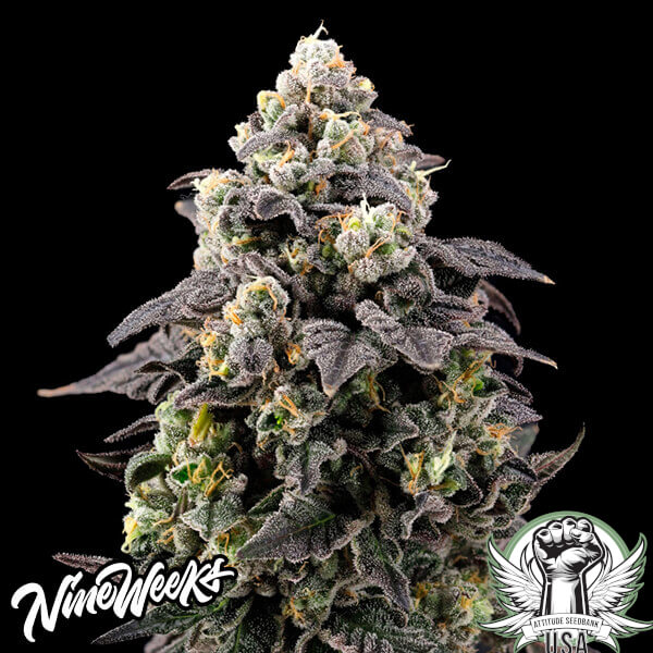 Nine Weeks Harvest Seeds Cherry Banger