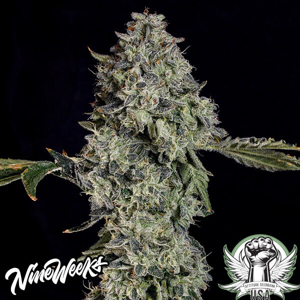 Nine Weeks Harvest Seeds Grape Pak