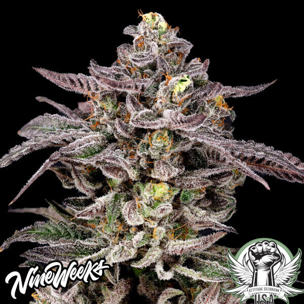 Nine Weeks Harvest Seeds Monaco