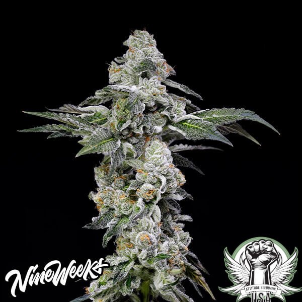 Nine Weeks Harvest Seeds Papaya Puffs