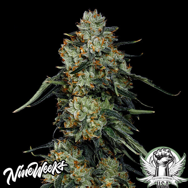 Nine Weeks Harvest Seeds Papaya Zorroz