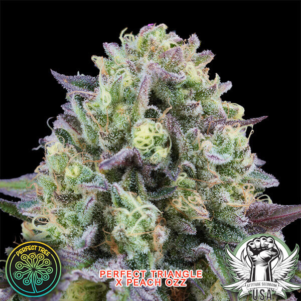 attitude perfecttree rainbowtriangle 25 2 600x600_600x600.jpg