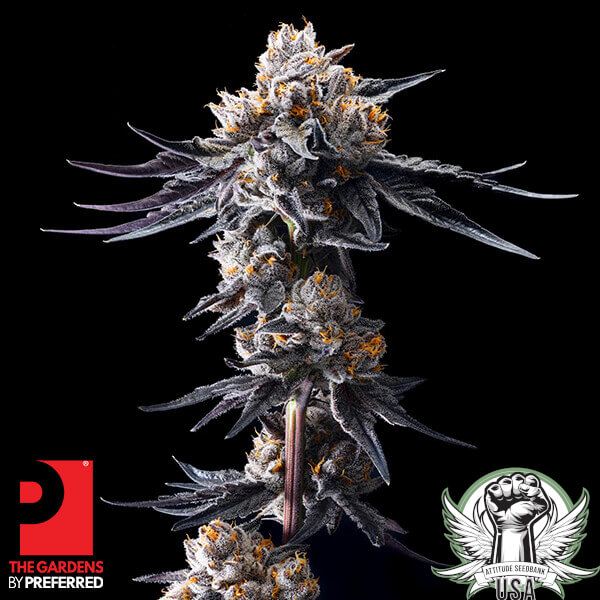 The Gardens by Preferred Lemon Tree x Lazer Gun