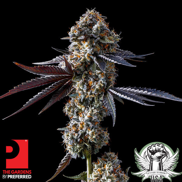 The Gardens by Preferred Thats Krazy x Lights Out