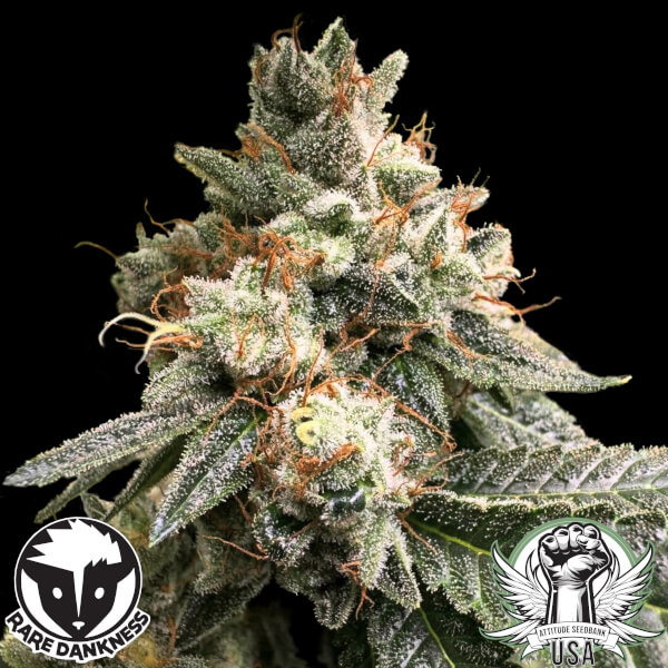 Rare Dankness Seeds Trip Sauce (Scott's Lemon G)