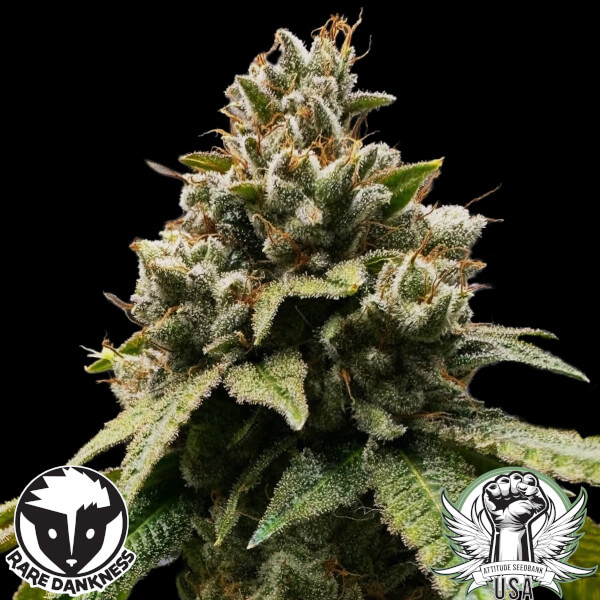 attitude rare dankness trip sauce 4_600x600.jpg