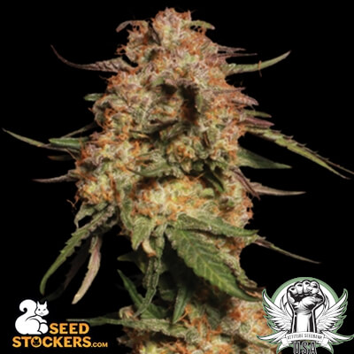 SeedStockers Seeds Blue Moby