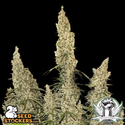 SeedStockers Seeds White Widow AUTO