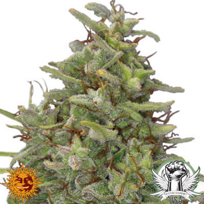 Barney's Farm Seeds G13 Haze