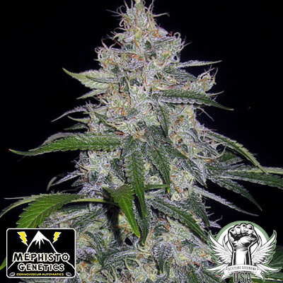 Mephisto Genetics Seeds Fantasmo Express AUTO