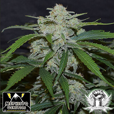 Mephisto Genetics Seeds Fugue State AUTO