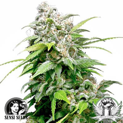 Sensi Seeds California Indica