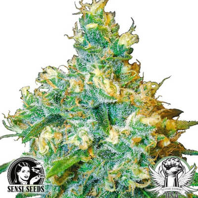 Sensi Seeds Jack Herer